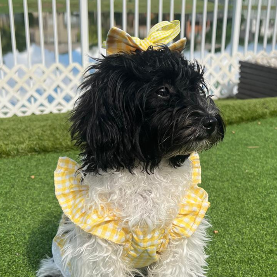 Jolie-Coco