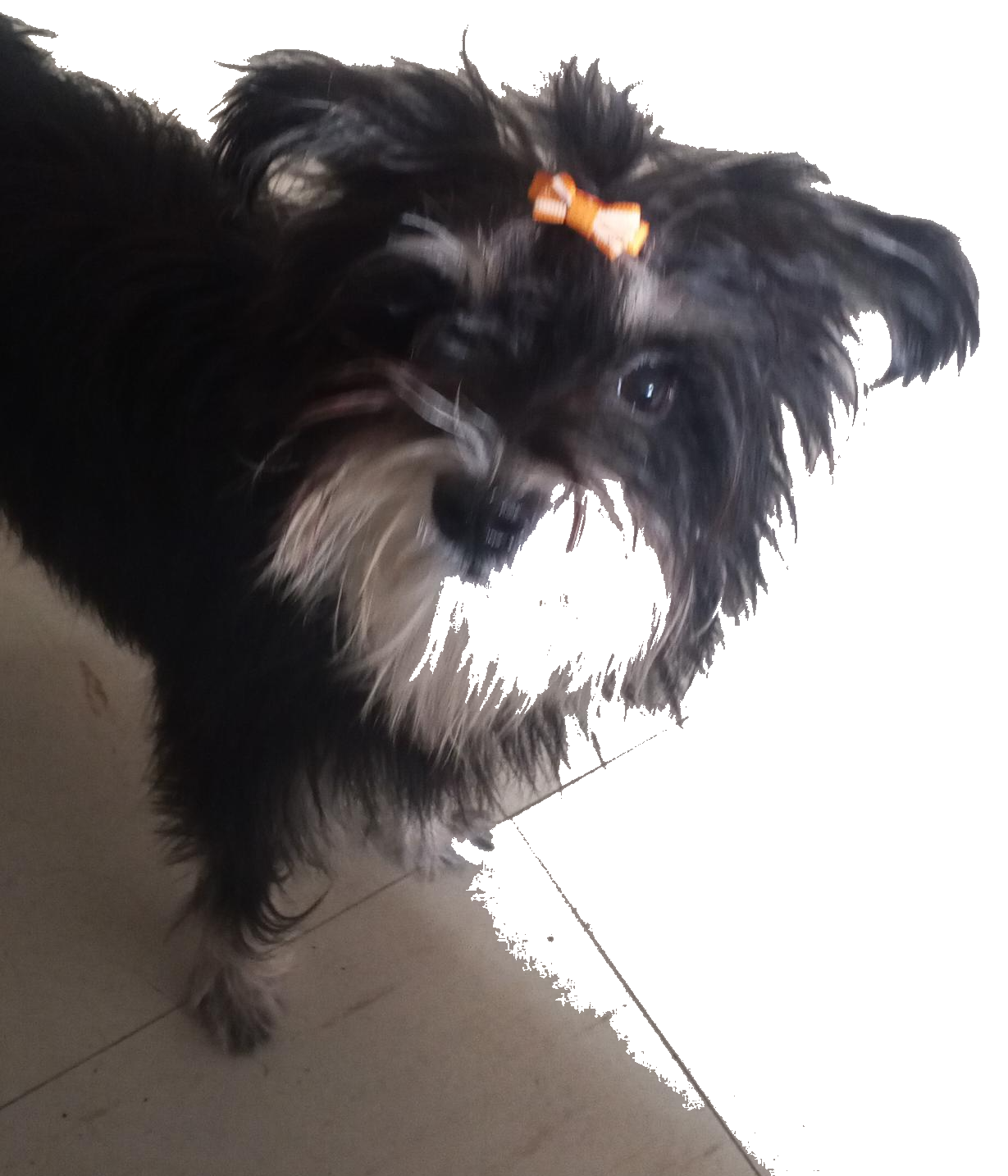 Sacha